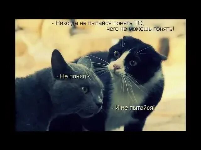 Никогда не пытайся всем нравиться. Не пытайся понять. не пытайся понять то что не можешь понять. коты не пытайся понять. не понял и не пытайся.