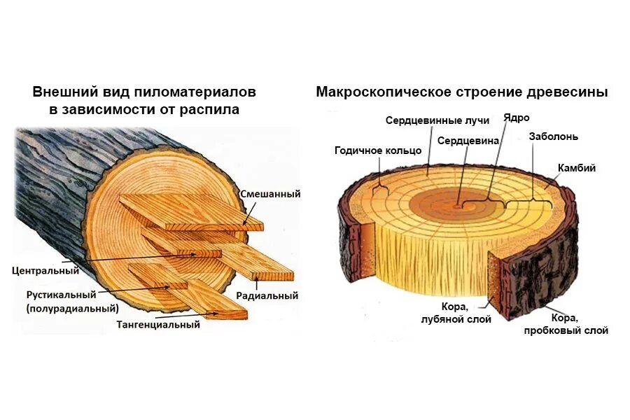 Примеры среза. Макроскопическое строение древесины сосны. Строение поперечного среза древесины. Строение древесины лиственных пород. Строение ствола хвойных пород дерева.