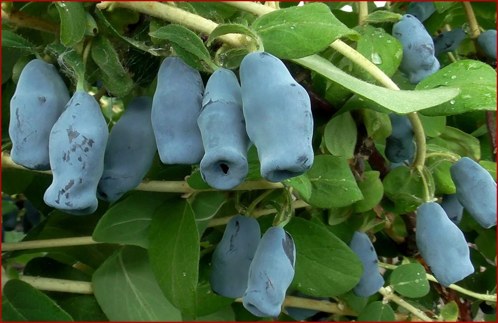 Жимолость съедобная куст. Жимолость Югана. Жимолость Бакчарская. Жимолость Бакчарская куст. Жимолость югана описание сорта фото отзывы