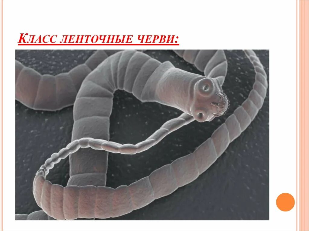 Цепень тип червей. Класс ленточные черви (Cestoda). Класс червей ленточные черви. Ленточные черви 7 класс биология. Класс паразитические ленточные черви.