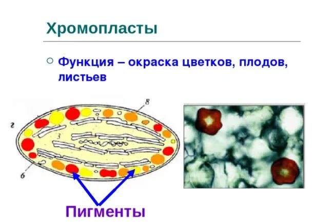 Хромопласт содержит. Структура клетки хромопласты. хромопласты строение. схема строения хромопластов.