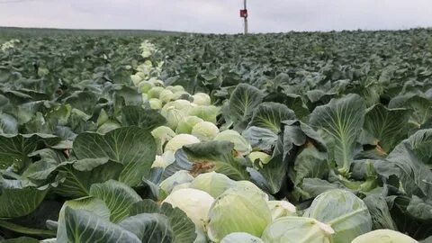 Сельского хозяйства и продовольствия республики