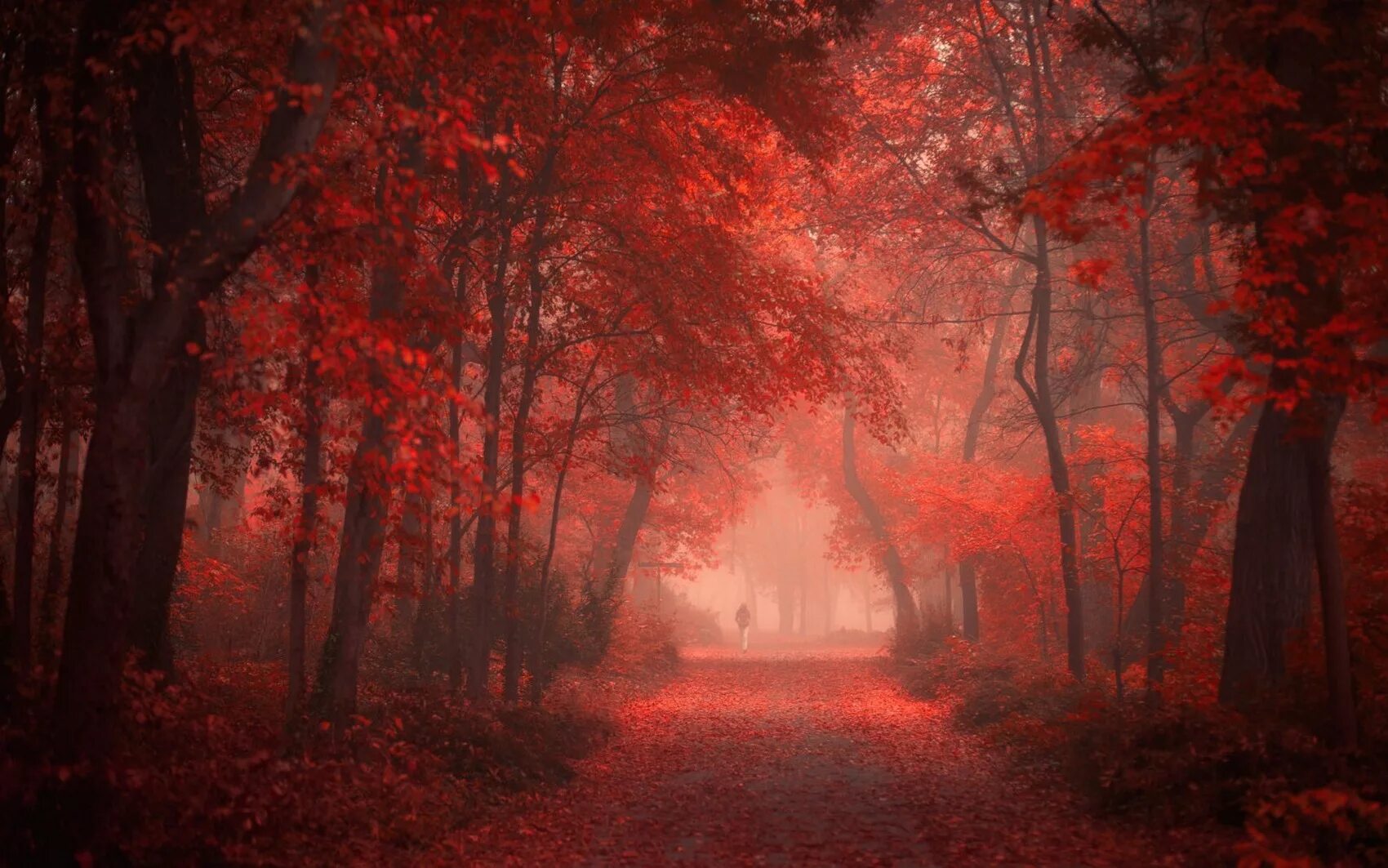 Красный лес участок. Ред Аутумн. Мрачный пейзаж. Красный лес. Кровавый лес.