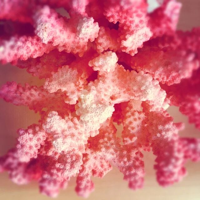 Coral h. Розовый коралл. Нежно розовые кораллы. Благородный коралл. Цвет коралл.