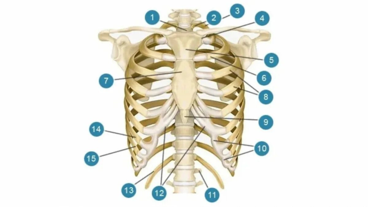 Грудная клетка анатомия 10 ребро. Скелет человека грудная клетка межреберья. 7 8 9 Ребро у человека.