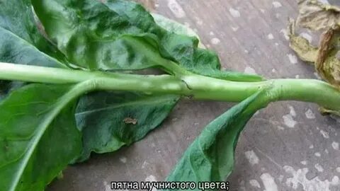 Нематода на флоксах лечение