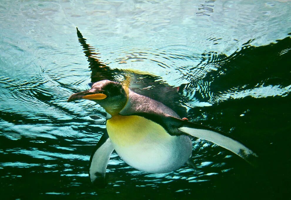 Птицы летающие под водой. Папуанский Пингвин. Императорский Пингвин питание. Папуанский Пингвин плавает. Подводные птицы.