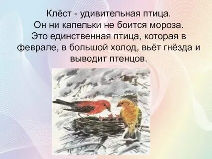 Почему клесты выводят зимой