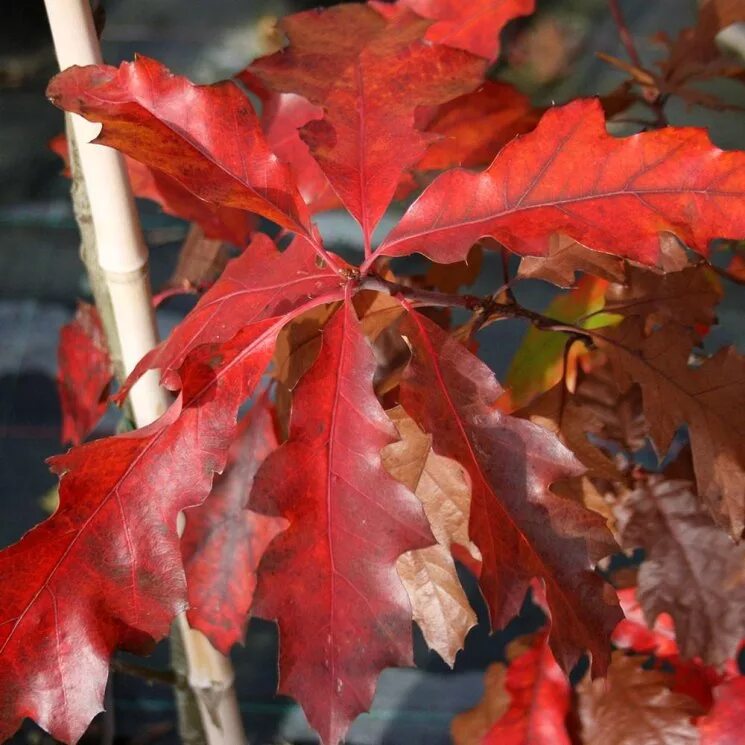 Quercus rubra (дуб красный) 'Aurea'. Дуб красный, Северный Quercus rubra. Дуб красный (канадский, остролистный). Дуб канадский краснолистный. Красно черешчатый дуб