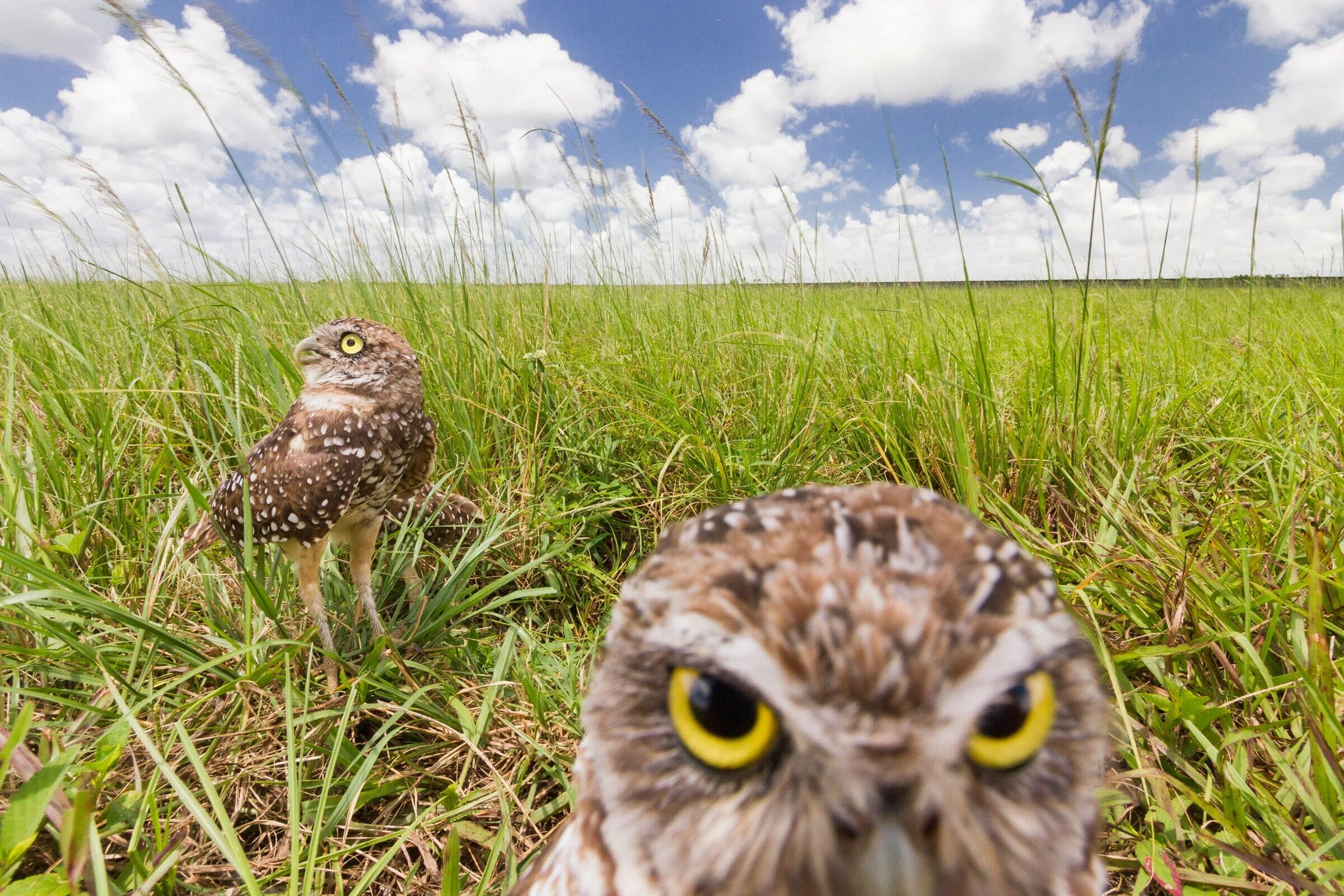 совенок угадай книгу игра. запускай угадывать совы. запускай угадывать совы. запускай угадывать совы. сова профессор картинки.