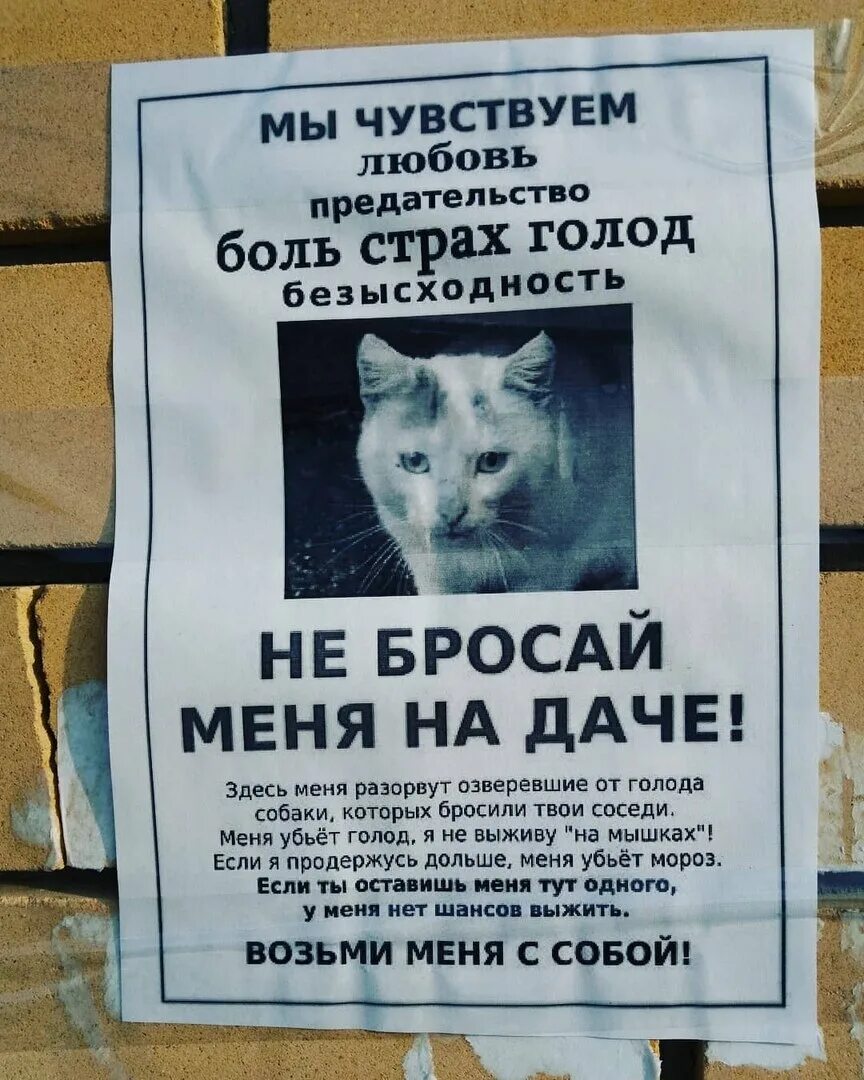 Кидать животных. Не бросайте животных на дачах. не бросай животных на даче. не бросайте животных. брошенные животные на дачах.