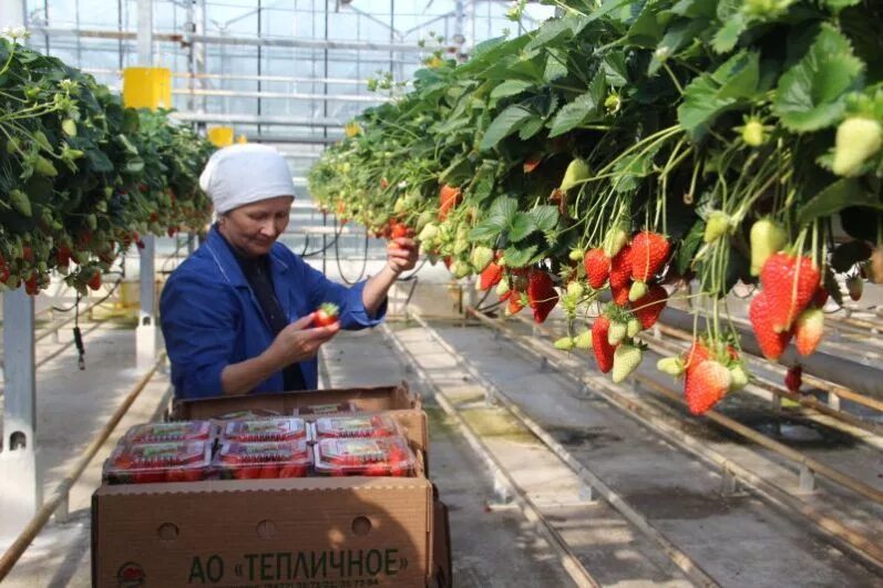 Магазин тепличное ульяновск. Магазин тепличное ульяновск. Тепличное ульяновск. Тепличное ульяновск. Горкунов тепличный комбинат рославль.