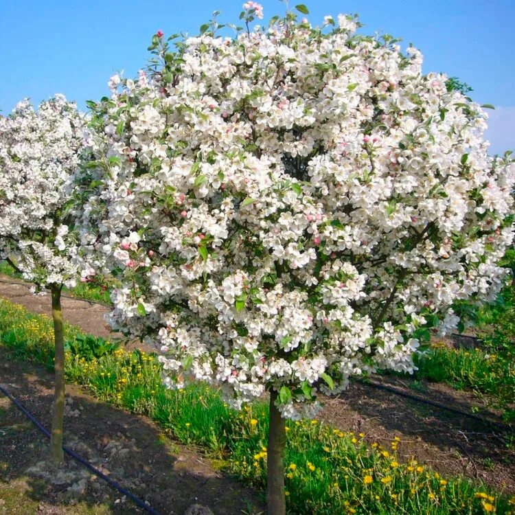 Вид яблони домашней. Яблоня Evereste. Яблоня Эверест Malus. Яблоня декоративная Эверест Malus Evereste. Яблоня спринг Брайд.