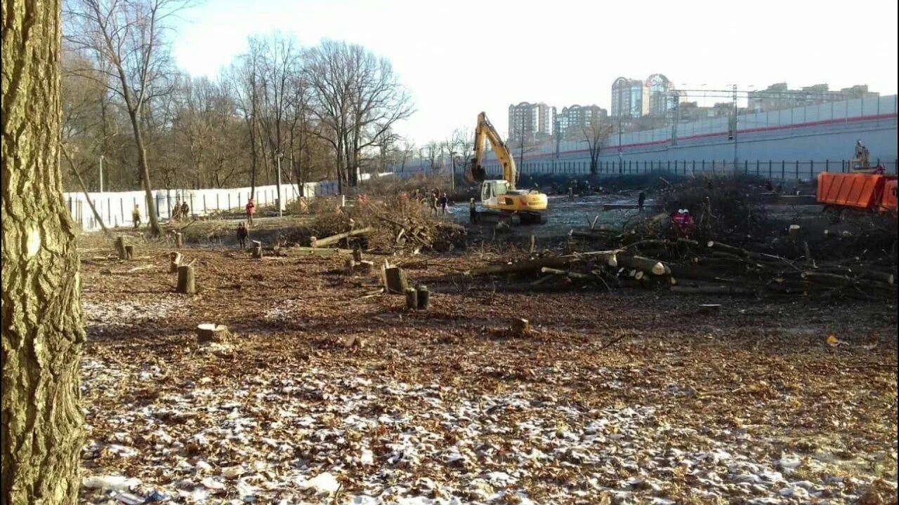 В Москве спилили 300 летний дуб. Кунцевский сквер Москве. Вырубленный парк в Москве. Вырубка деревьев в парке.