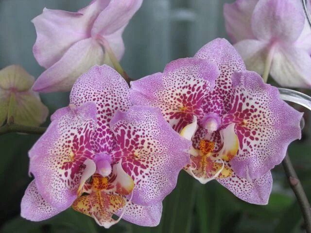 Phal. Sogo Diamond 'HLW' 2.5