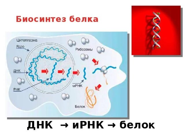 ДНК ИРНК белок. Синтез белка в информационном РНК. ДНК Биосинтез белка. Схема биосинтеза белка ДНК. Белковая рнк