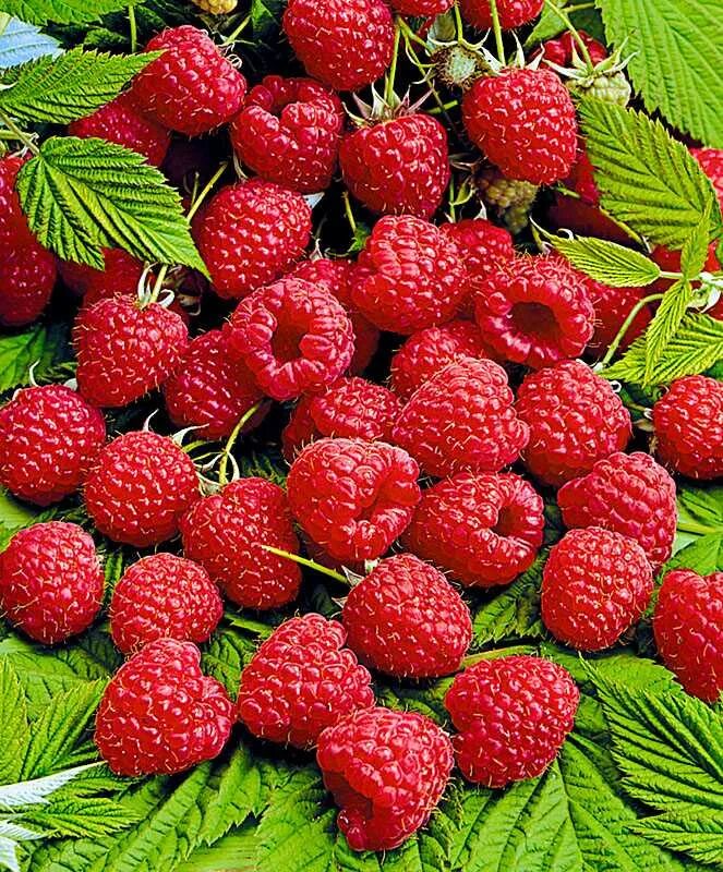 Малина с 3 5. Обои на рабочий стол ягоды малины. Малина обои. Малина с 3 5. Малина с 3 5.