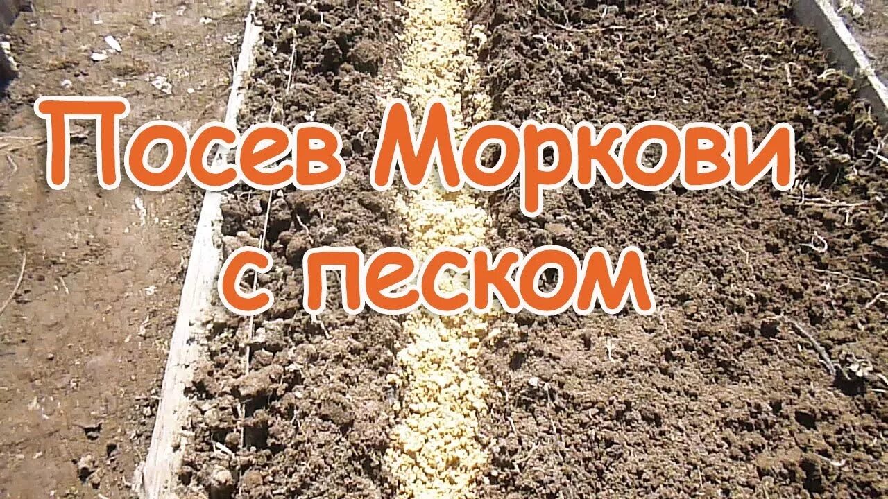 Посадка моркови. Как посадить морковь с песком. Посев семян в открытый грунт. Семена в открытый грунт. Посев семян.