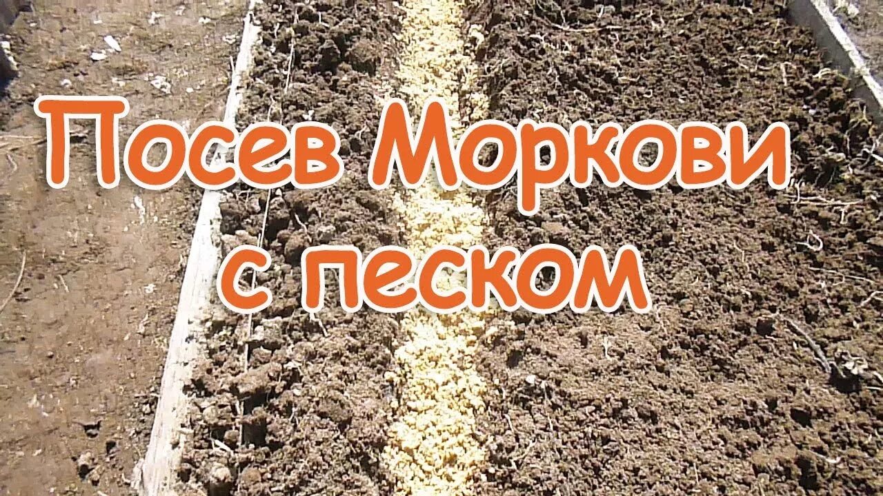 Можно ли сажать в песок. Семена моркови с песком. Посадка моркови. Сажать морковь с песком. Способы посадки моркови.