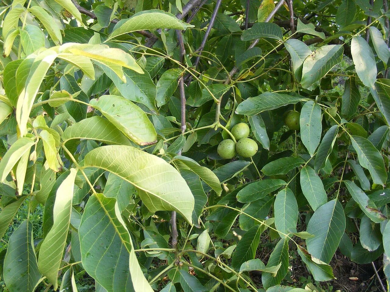 Листья плодовых. Грецкий орех дерево листья. Плоды грецкого ореха на дереве. Незрелый грецкий орех на дереве. Грецкий орех кустарник.