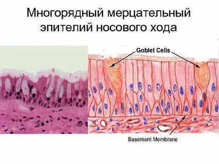 Какой эпителий выстилает желудок