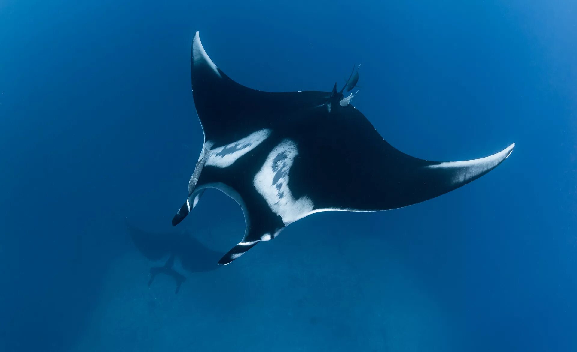 гигантский морской дьявол manta birostris. скат морской дьявол. гигантский скат манта. скат рогач манта. гигантский скат манта.
