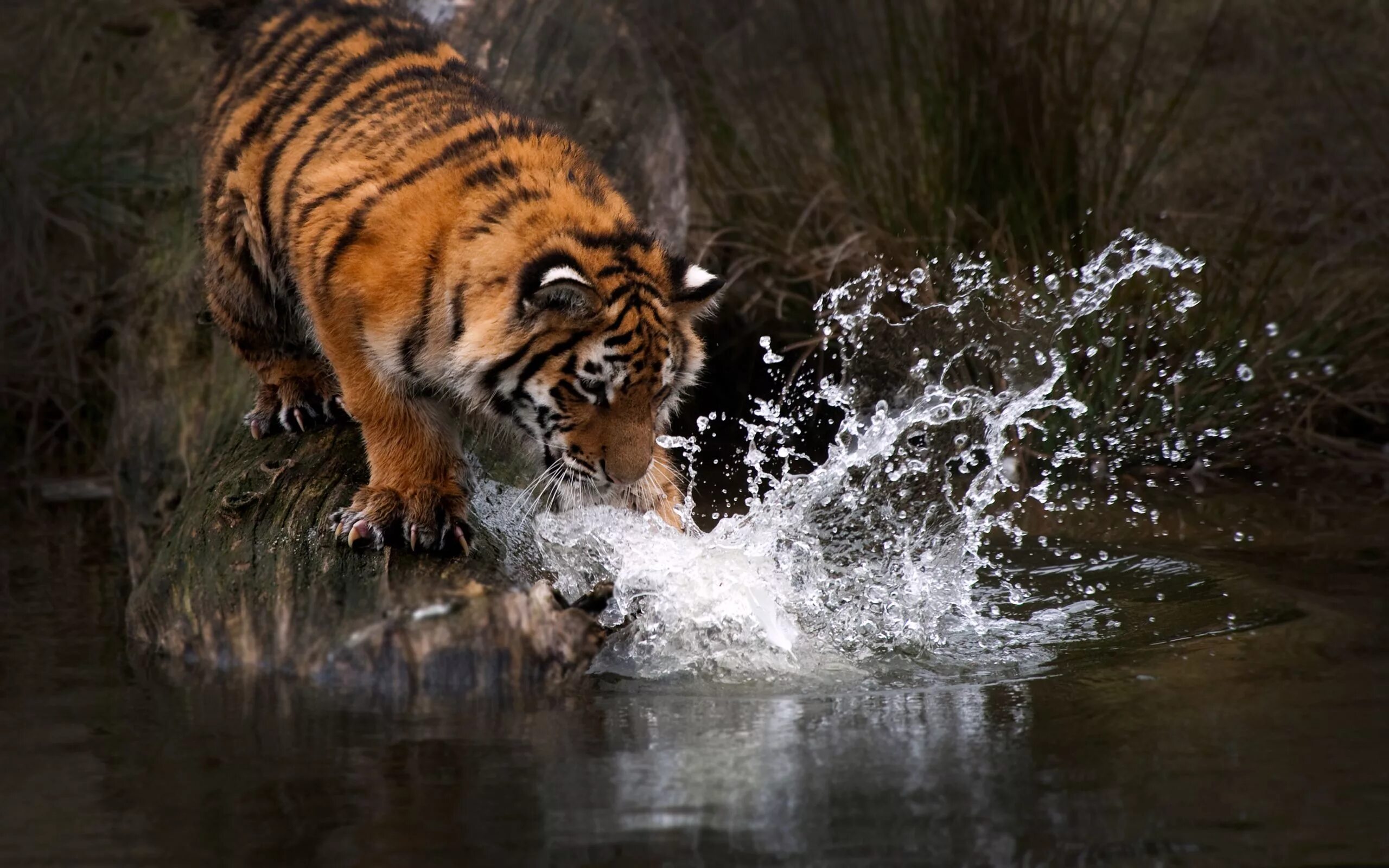 Установить картинку. Тигр. Водяной тигр. Тигр в дикой природе. Тигр на охоте.