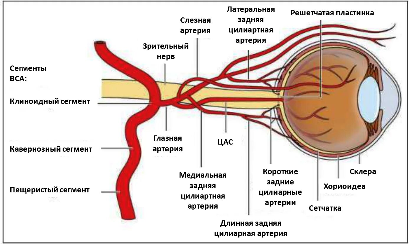 Кровообращение сетчатки. Центральная вена сетчатки анатомия. центральная артерия и вена сетчатки. артерии глазного яблока. кровоснабжение глазного яблока схема.