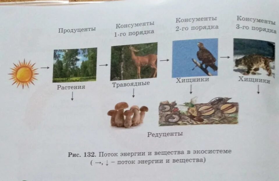 Какое из следующих утверждений справедливо для продуцентов. Продуценты консументы и редуценты это. Консументы редуценты продуценты таблица. Консументы продуценты и редуценты биология. Грибы консументы или редуценты.