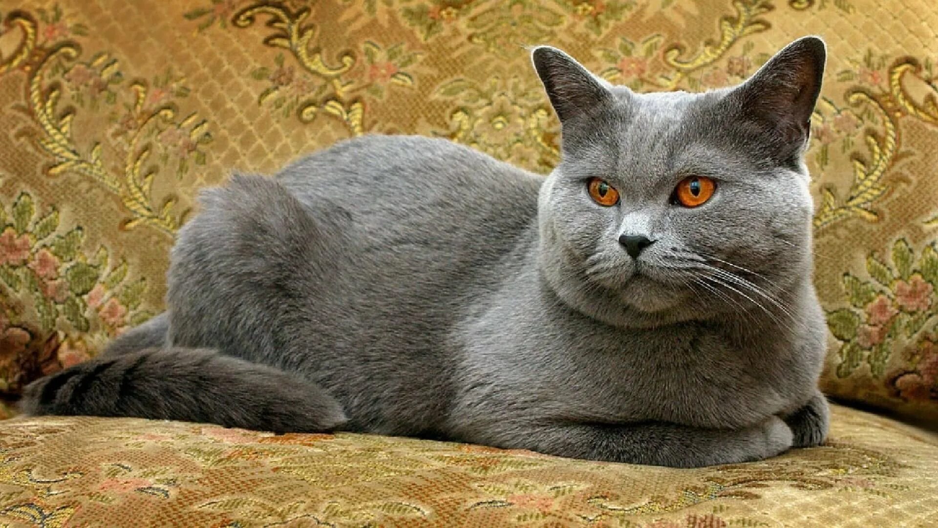 Как выглядит взрослая кошка. Британская короткошёрстная кошка шартрез. картезианская кошка британец. британский короткошерстный кот серый. картезианская кошка голубая.