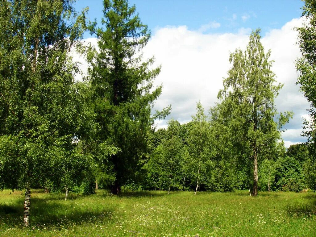 Можайск лес. Калининград реликтовый лес. Леса аренда московская область. Подмосковный лес. Участок лесного фонда.