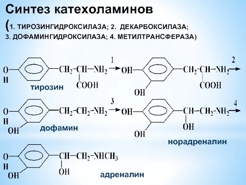 Адреналин образуется. Реакции образования катехоламинов. Тирозин Синтез катехоламинов. Образования норадреналина и адреналина из тирозина. Схема синтеза адреналина из тирозина.