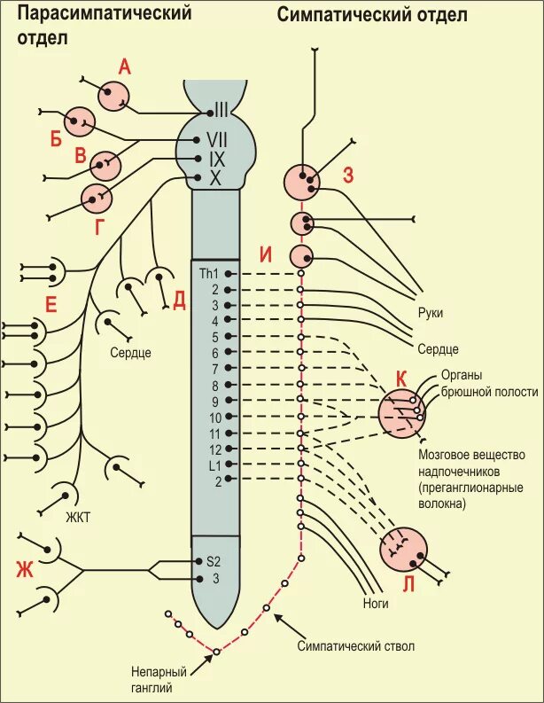 Рецепторы какой отдел нервной системы. Парасимпатическая вегетативная нервная система схема. Схема вегетативной нервной системы преганглионарных волокон. Парасимпатическая система и симпатическая система. Автономная нервная система симпатическая и парасимпатическая схема.