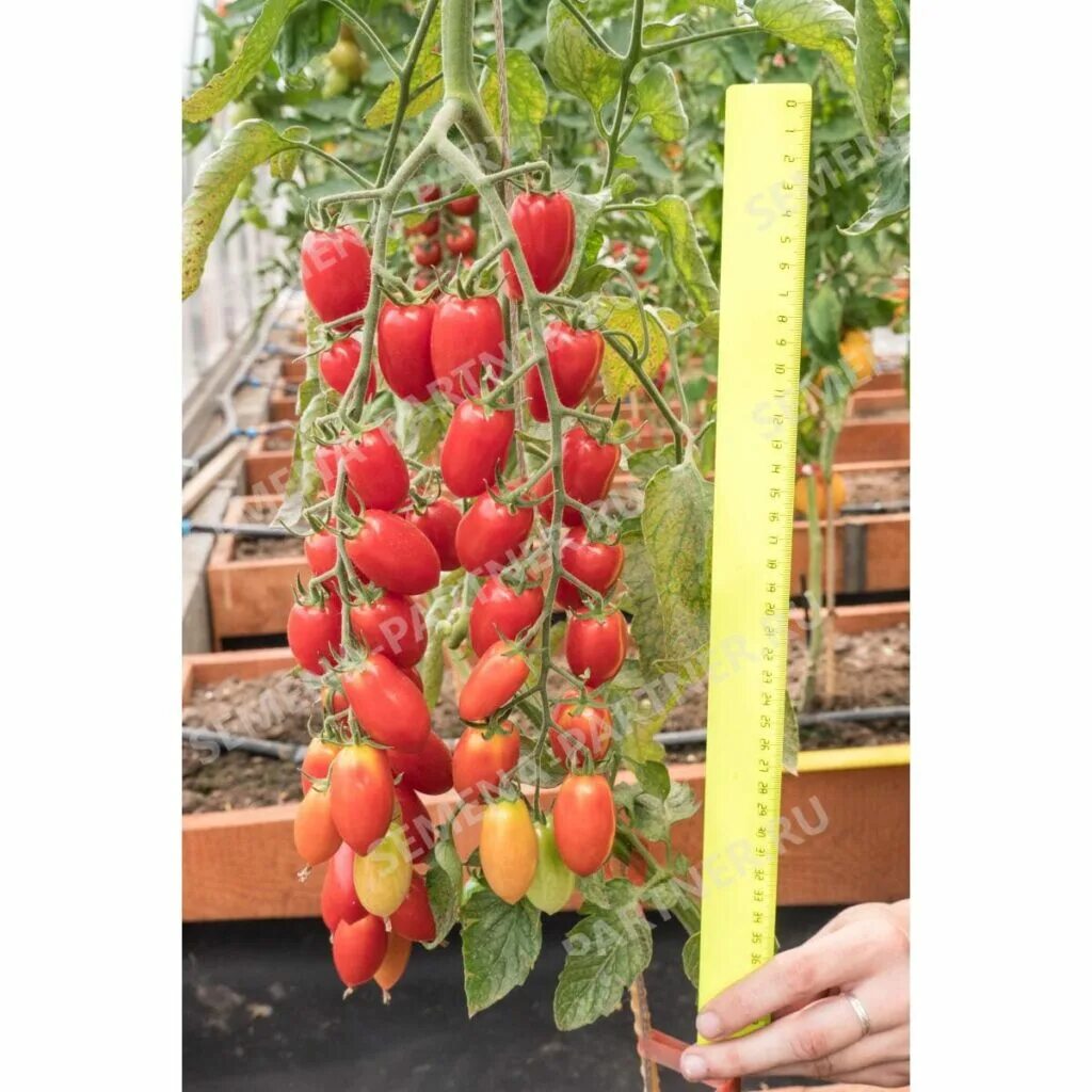 черри ваше благородие партнер. томат черри ваше благородие f1, партнер. томат ваше благородие характеристика. томат черри ваше благородие. томат кахури партнер.