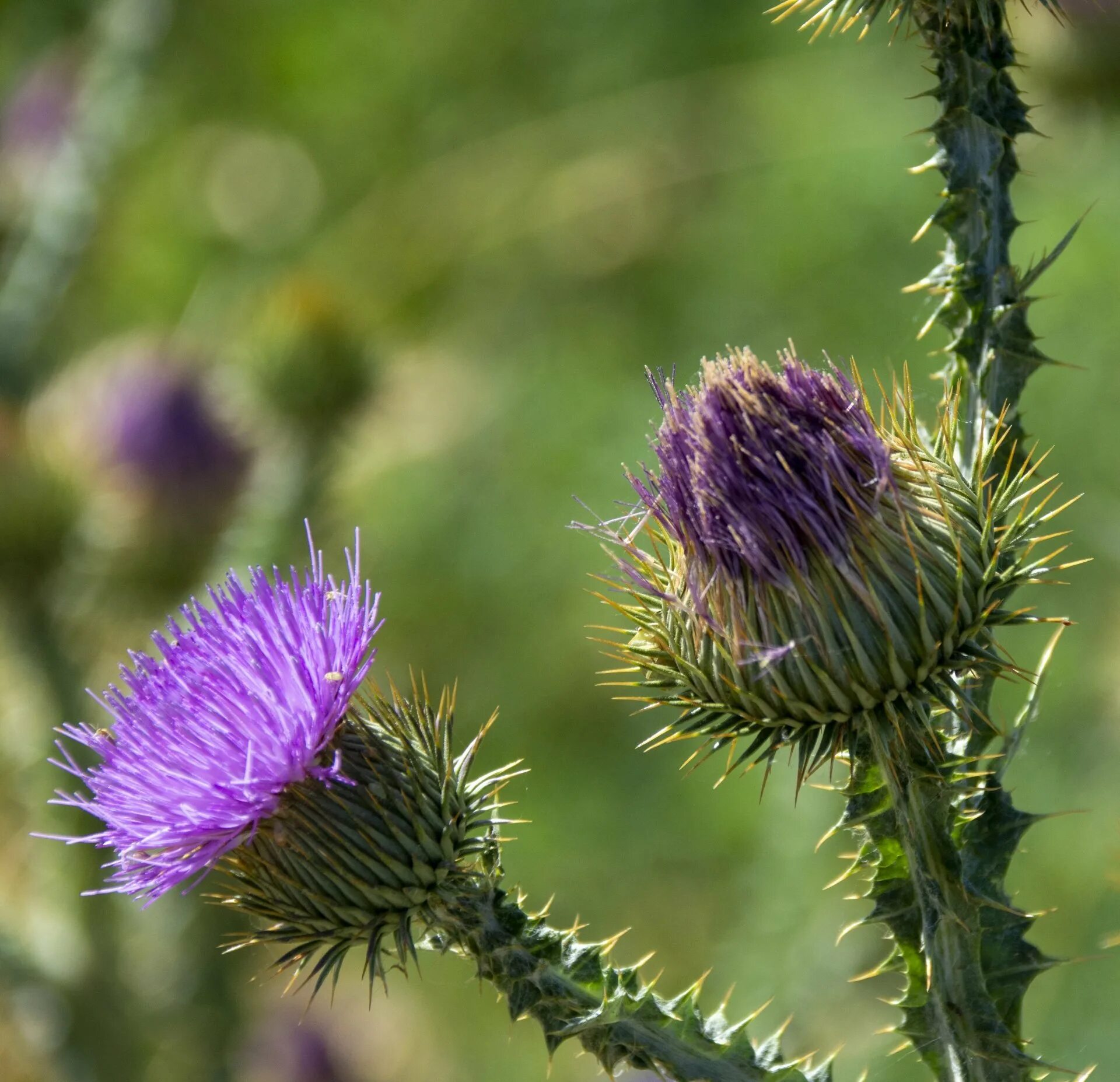 татарник чертополох. чертополох мелкоголовчатый. артишок чертополох. чертополох. чертополох читать.