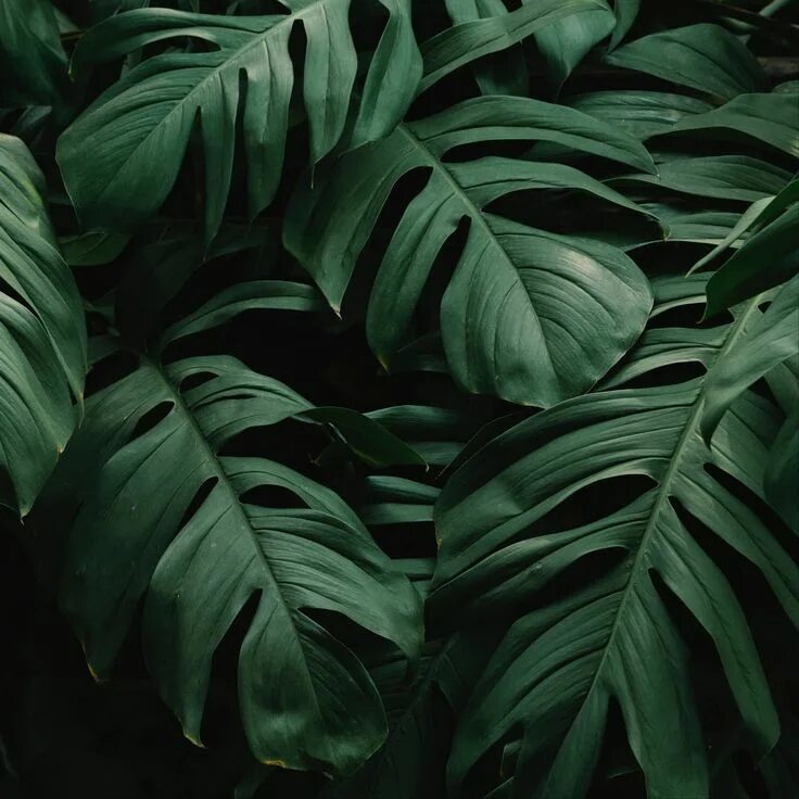 Download wallpaper 2560x1600 leaves, green, plant widescreen 16:10 hd background