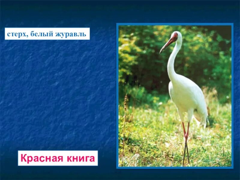 Журавль на обложке книги. Книга белые журавли. Книга белые журавли. Название книги про журавлей. Сибирский белый журавль стерх.