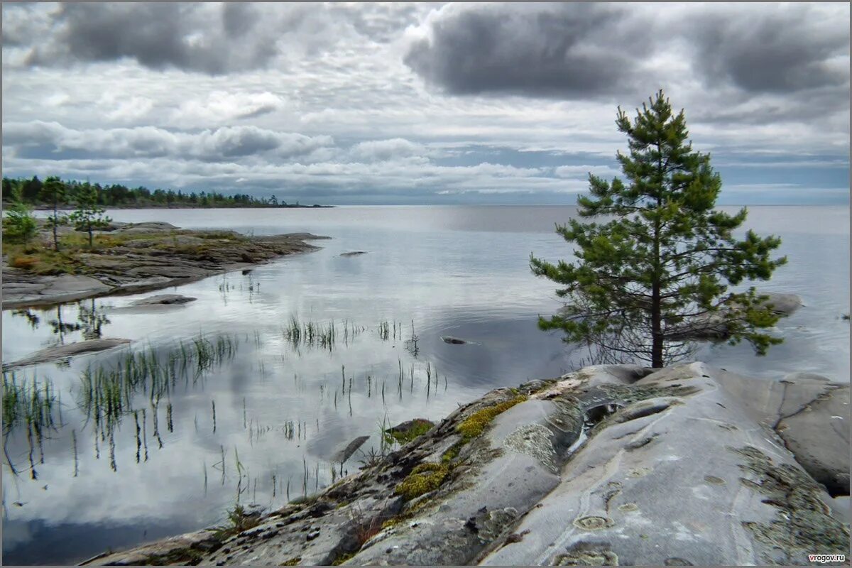 Северное хвойное. Природа Карелии Ладожское озеро. Сосновый остров Ладога. Остров Есусарет Ладожское озеро.