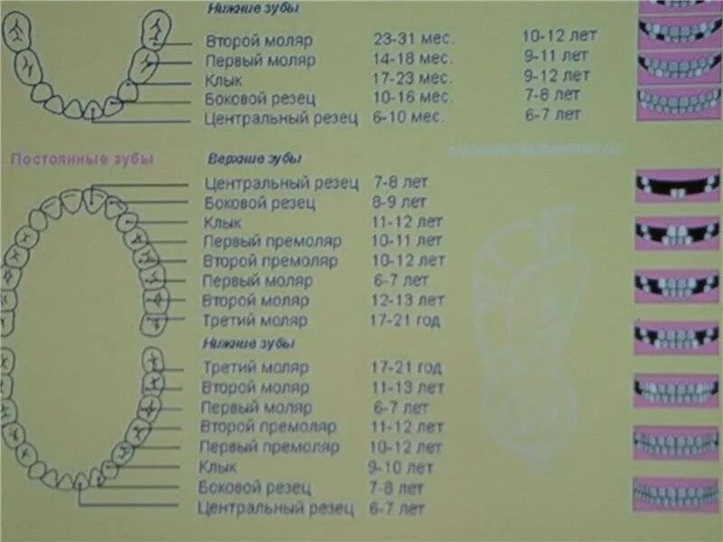 Почему меняются зубы. Первый моляр нижней челюсти у детей это коренной. Первые коренные моляры у ребенка. Смена зубов у детей 8 лет схема. Молочные зубы у детей схема прорезывания и выпадения.