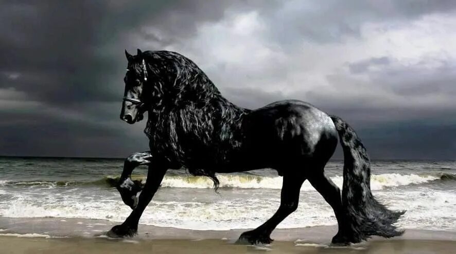 Exuberant Friesian. photo: Carina Maiwald. Mooie paarden, Fries paard, Paarden