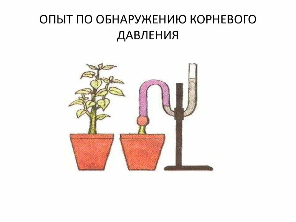 В изображенном на рисунке опыте тюльпан. Опыт корневого давления растений. Опыт доказывающий наличие корневого давления. Опыт Корневое давление 6 класс биология. Опыт доказывающий наличие корневого давления у растений.