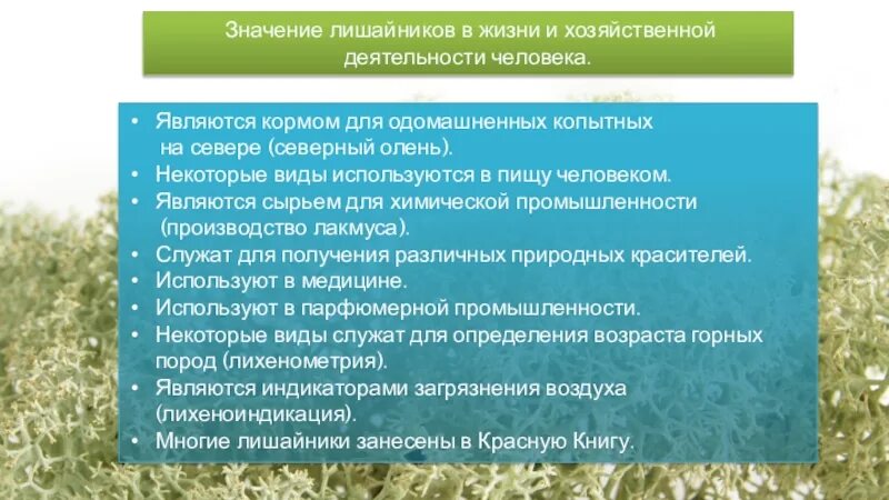 Значение лишайников в природе. Значение лишайников в природе и для человека. Значение лишайников в природе и жизни человека. Значение лишайников в жизни человека.