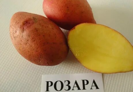 Картофель розара