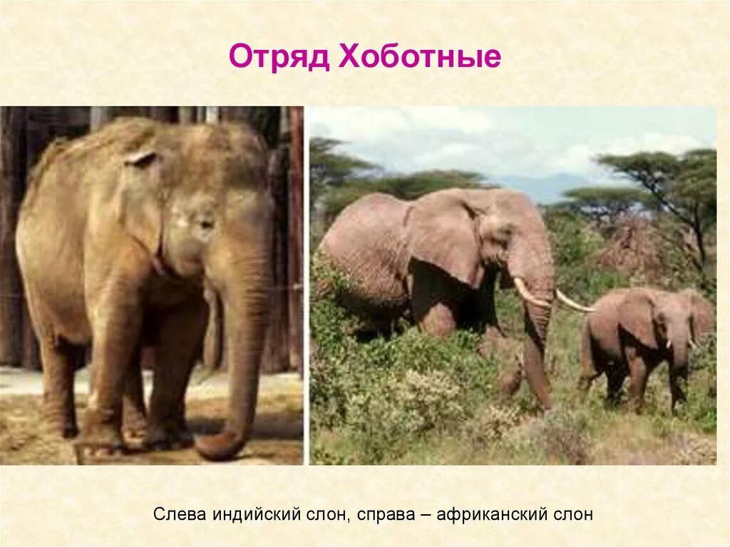Представители хоботных. Отряд хоботные. хоботные представители. слоны непарнокопытные. слон парнокопытные и непарнокопытные.