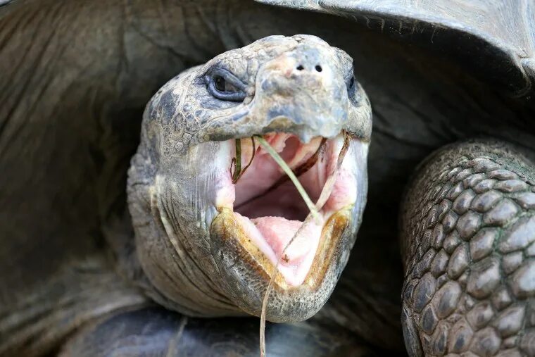 Hungry, hungry hippo and more in this week's best animal pictures