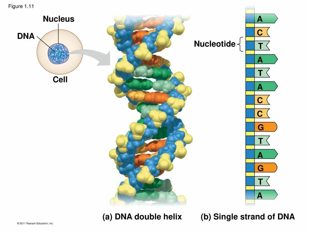 Днк 11 03 2024. DNA nucleotides. Nucleotide DNA structure. Nucleotide in DNA structure. ДНК фигура.