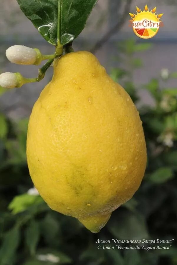 Лимон верна. Корейские кислые лимоны. Лимон каррубаро. Лимон верна. Лимон верна фото.