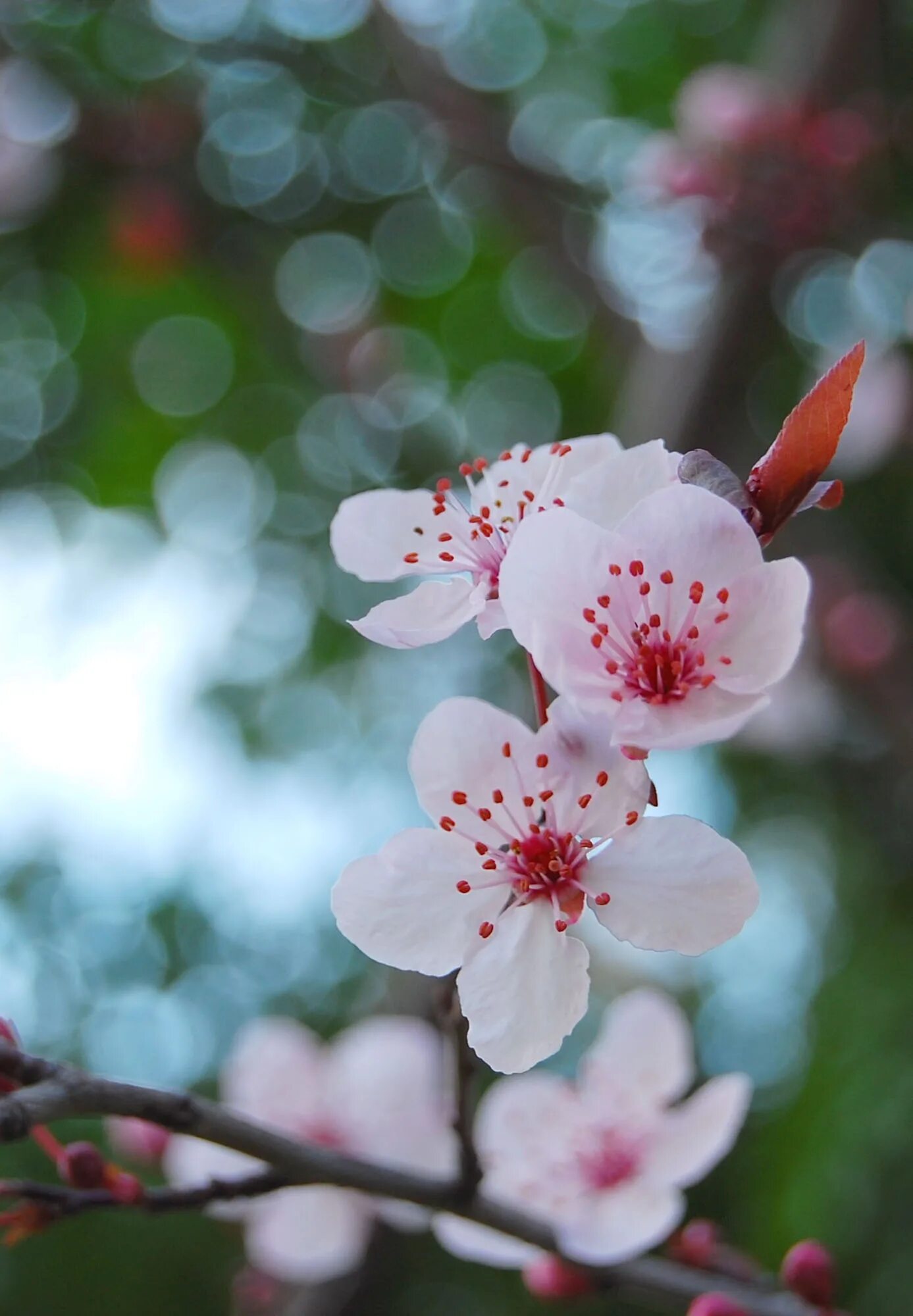 Цветы Сакуры. Лепестки дерева Сакура. Цветущая вишня.