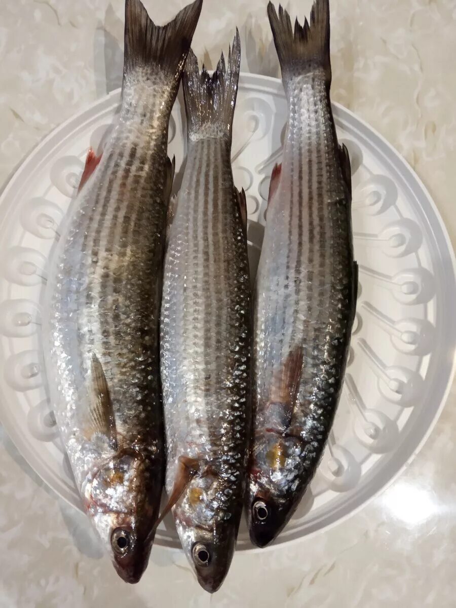 Что такое кефаль. Лобань черноморская рыба. Кефаль. Лобань черноморская рыба. Кефаль сингиль черноморский.