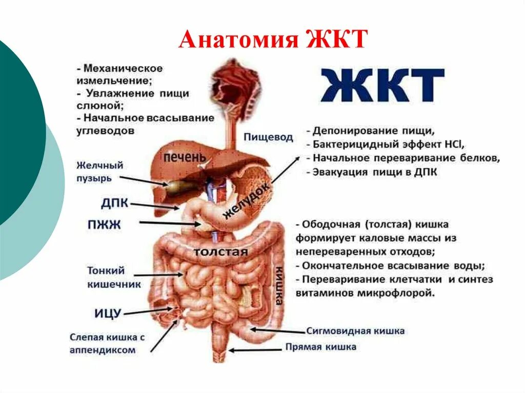 Пищевод желудок желчный пузырь. Строение желудочно-кишечный тракт человека анатомия. ЖКТ строение анатомия и физиология человека. ЖКТ строение кишечника. Строение органов желудочно-кишечного тракта.